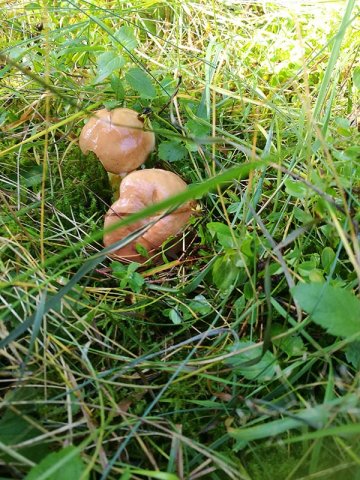 Grzybobranie 18.09.17